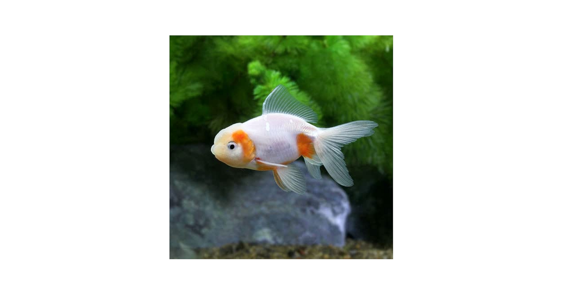 レア　麻のタペストリー　金魚　日本製　大一金襴 桜井釣り漁具(sakura） ホソカルピン金剛 激カワハギ178TZ 激先